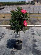 Painted Lady Standard